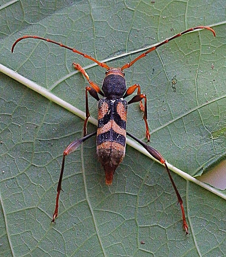 Tiger longicorn beetle. Very confusing when I first spotted this beetle I wasn't sure whether it was a wasp or not. I didn't have my camera with me so I decided to just catch it with my hands and hoped that it didn't sting me. Well it didn't and I got a photo after cooling it down to stop it from running or flying away.  Aridaeus thoracicus,Australia,Eamw beetles,Geotagged,Karana Downs Qld,Tiger longicorn beetle,eamw Long Horn beetle