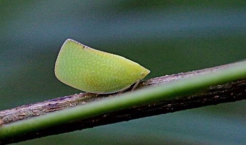 Green mottled Planthopper- Siphanta hebes  Australia,Eamw planthoppers,Geotagged