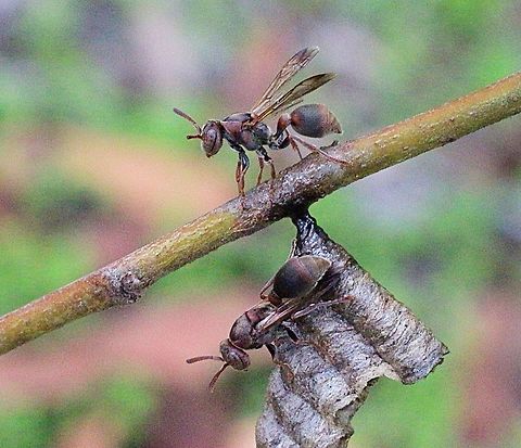 Small brown paper wasp  Australia,Eamw wasps,Geotagged,Ropalidia revolutionalis