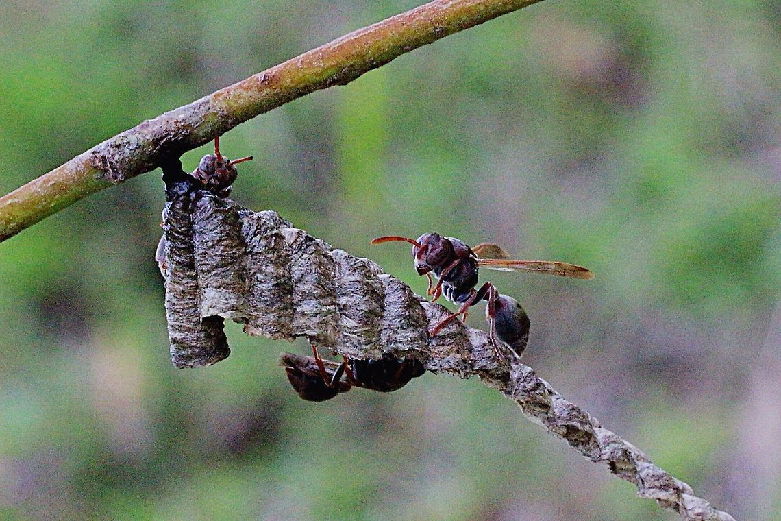 Small brown paper wasp workers tending to the nest and brood.  Australia,Geotagged,Ropalidia revolutionalis