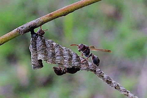 Small brown paper wasp workers tending to the nest and brood.  Australia,Geotagged,Ropalidia revolutionalis