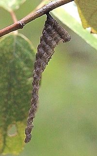Nest of small brown paper wasp .  Australia,Eamw wasps,Geotagged,Ropalidia revolutionalis