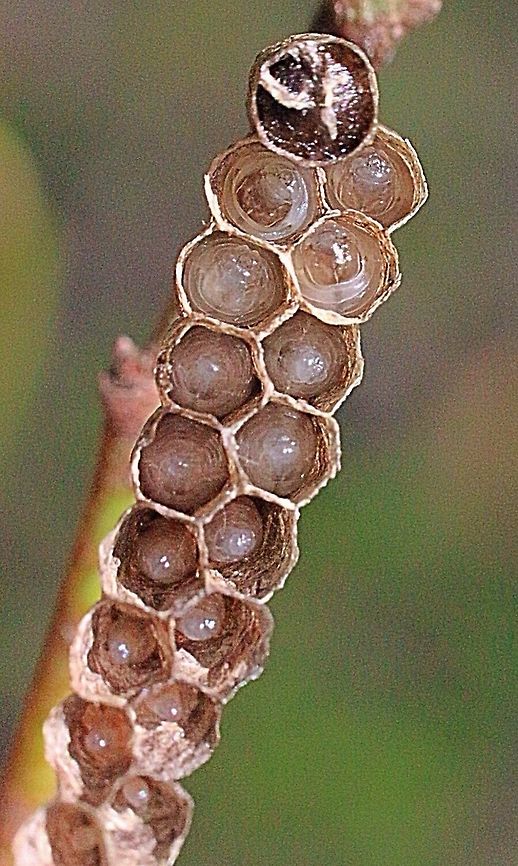 Larvae of small brown paper wasp .  Australia,Eamw wasps,Geotagged,Ropalidia revolutionalis