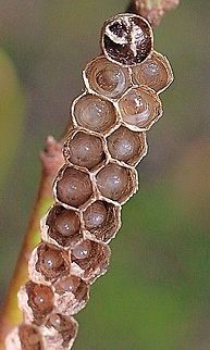 Larvae of small brown paper wasp .  Australia,Eamw wasps,Geotagged,Ropalidia revolutionalis