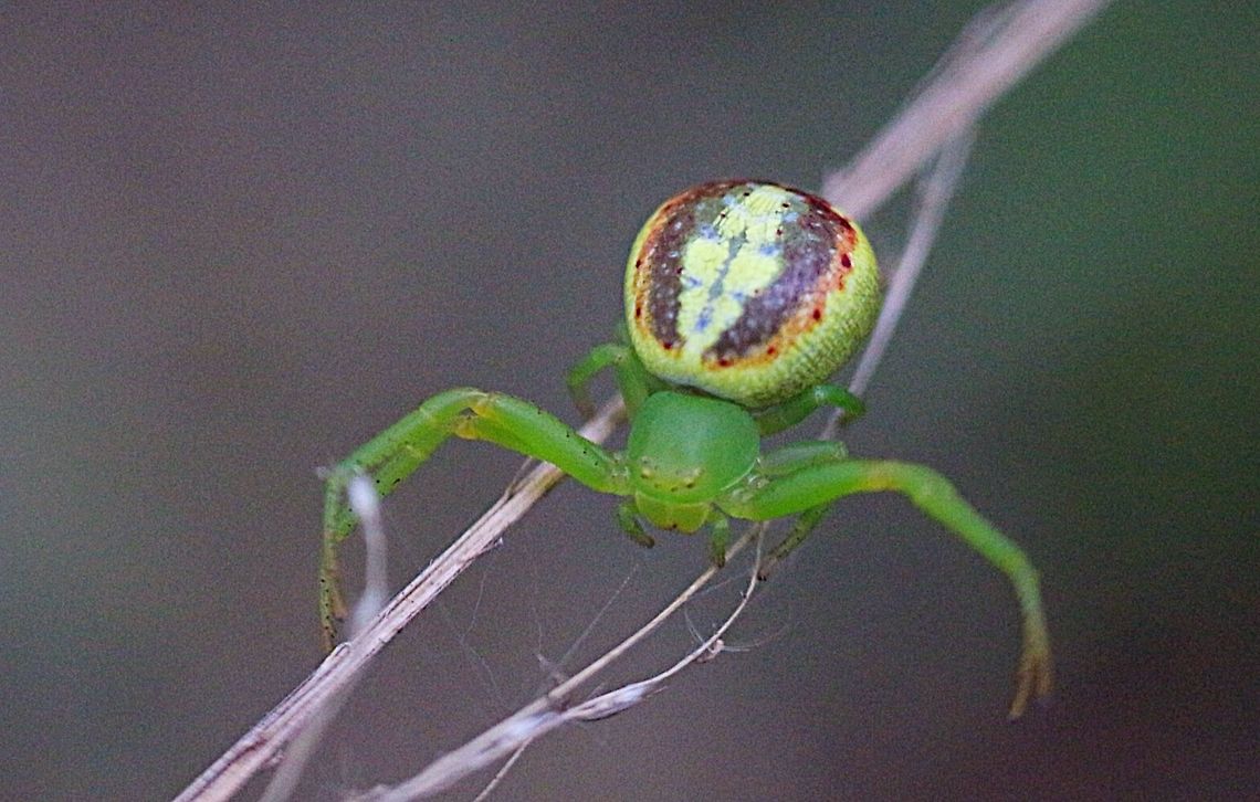 Leek-green Flower Spider (Tharrhalea prasina)  Australia,Eamw spiders,Geotagged,Leek-green flower spider,Tharrhalea prasina