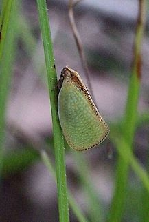 Unidentified species of Planthopper.  Australia,Eamw planthoppers,Geotagged