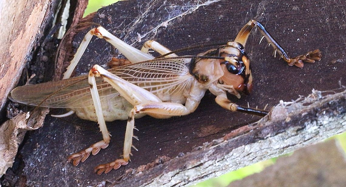 Striped raspy crickets- Paragryllacris combusta This large cricket was living under bark on a eucalyptus tree. The ovipositor is visible.<br />
 Australia,Eamw crickets,Geotagged,Gryllacrididae,Paragryllacris combusta