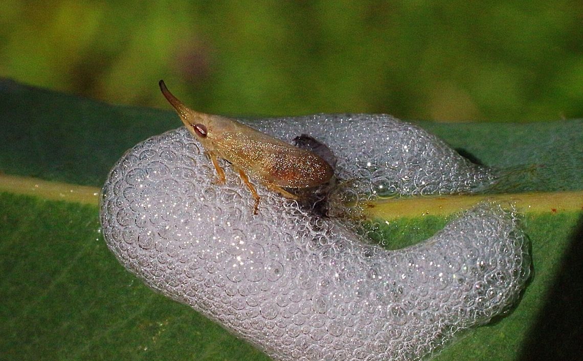 Unidentified species of Spittle bug exposed from its protective bubble nest. This one is approx. 8 mm long. Australia,Eamw spittlebugs,Geotagged