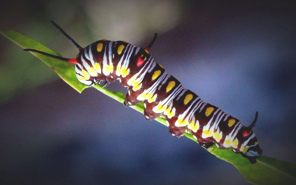 Caterpilar of Lesser Wanderer butterfly feeding on Gomphocarpus physocarpus.  Australia,Danaus petilia,Eamw butterflies,Eamw caterpillars,Geotagged,Lesser wanderer