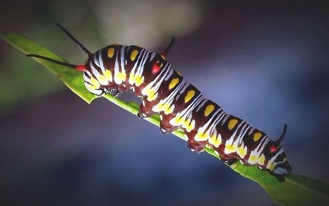 Caterpilar of Lesser Wanderer butterfly feeding on Gomphocarpus physocarpus.  Australia,Danaus petilia,Eamw butterflies,Eamw caterpillars,Geotagged,Lesser wanderer