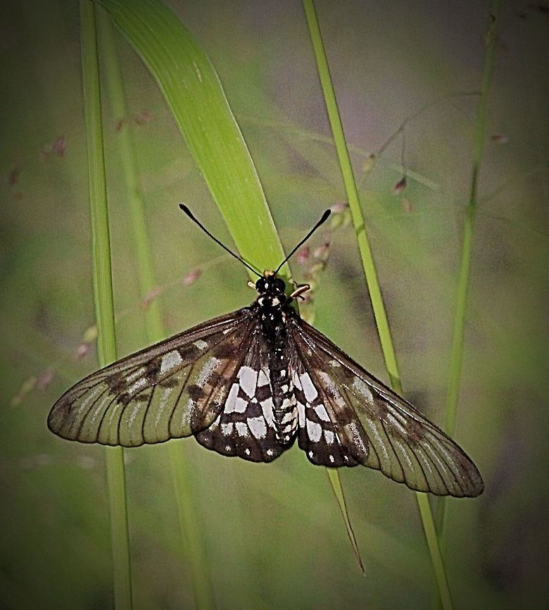 Glasswing or small greasy butterfly.  Acraea andromacha,Australia,Eamw butterflies,Geotagged,Small greasy