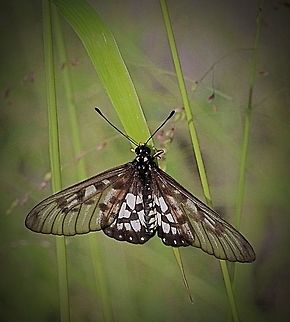 Glasswing or small greasy butterfly.  Acraea andromacha,Australia,Eamw butterflies,Geotagged,Small greasy