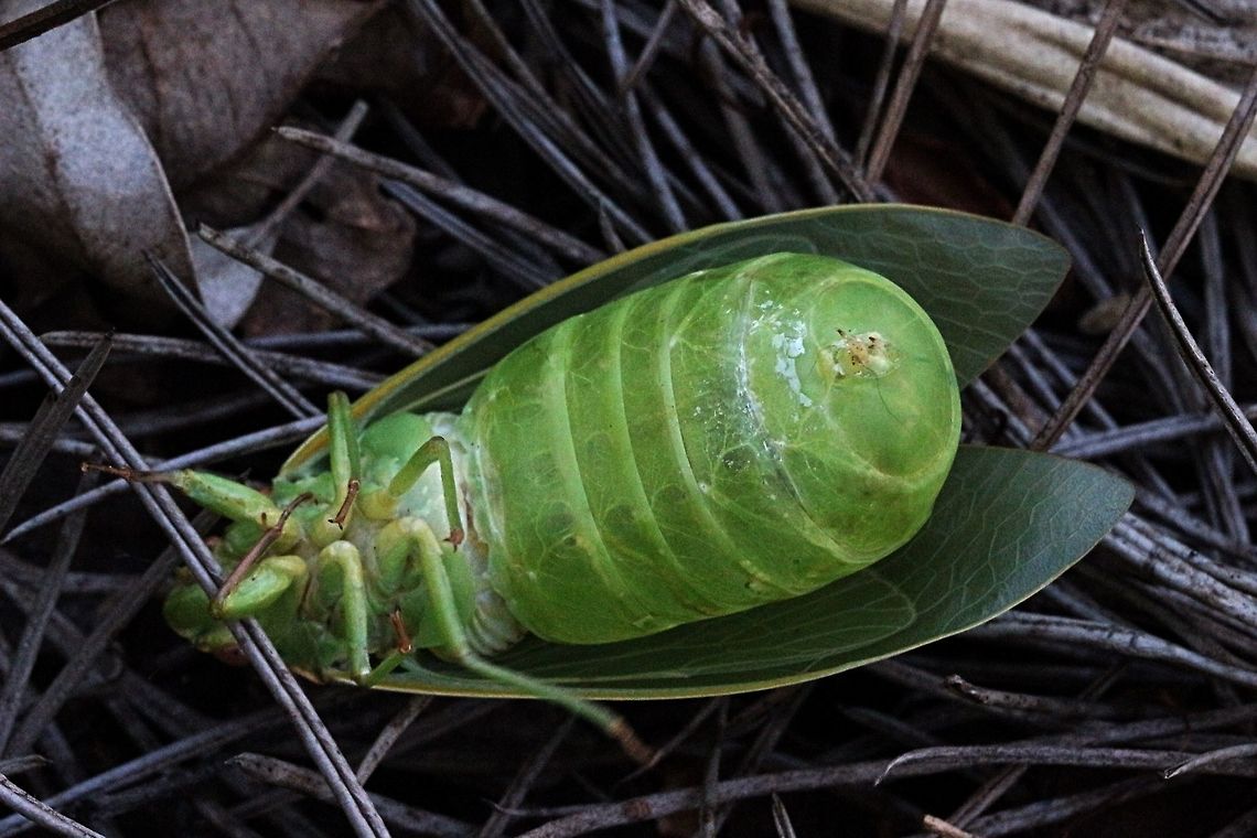 Bladder Cicada - photo from underside to show the bladder like abdomen.  Australia,Cystosoma  saundersii,Cystosoma saundersii,Eamw cicadas,Geotagged