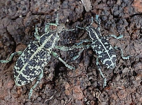 Commonly called Botany Bay Diamond Weevil ( female on the left and the smaller male on the right  Australia,Chrysolopus spectabilis,Eamw beetles,Geotagged