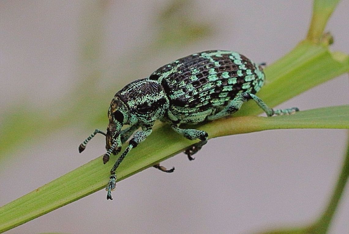 Botany Bay Diamond Weevil - female  Australia,Chrysolopus spectabilis,Eamw beetles,Geotagged