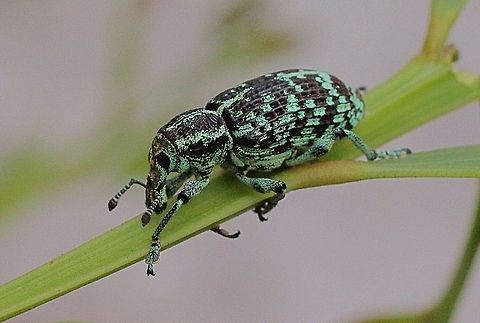 Botany Bay Diamond Weevil - female  Australia,Chrysolopus spectabilis,Eamw beetles,Geotagged