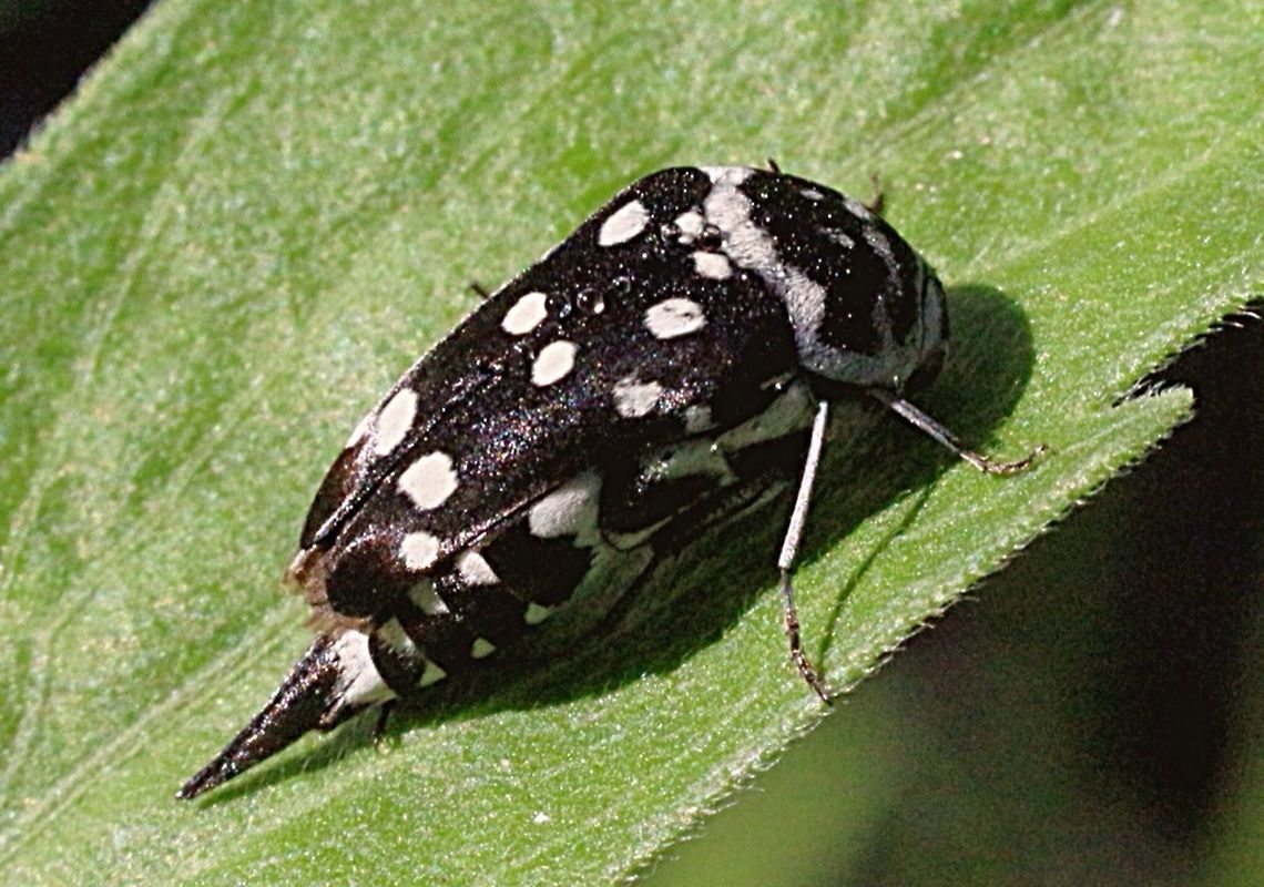 White spotted Pintail Beetle .  Australia,Eamw beetles,Geotagged