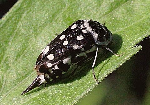 White spotted Pintail Beetle .  Australia,Eamw beetles,Geotagged