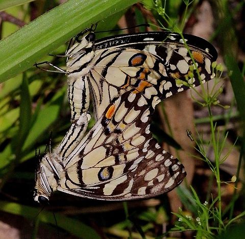 Common Lime Butterfly ( mating)  Australia,Common Lime Butterfly,Eamw butterflies,Geotagged,Papilio demoleus