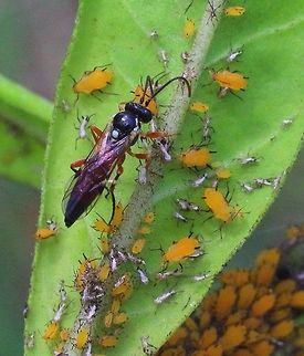 Unidentified parasitic wasp inspecting aphids .  Australia,Eamw wasps,Geotagged