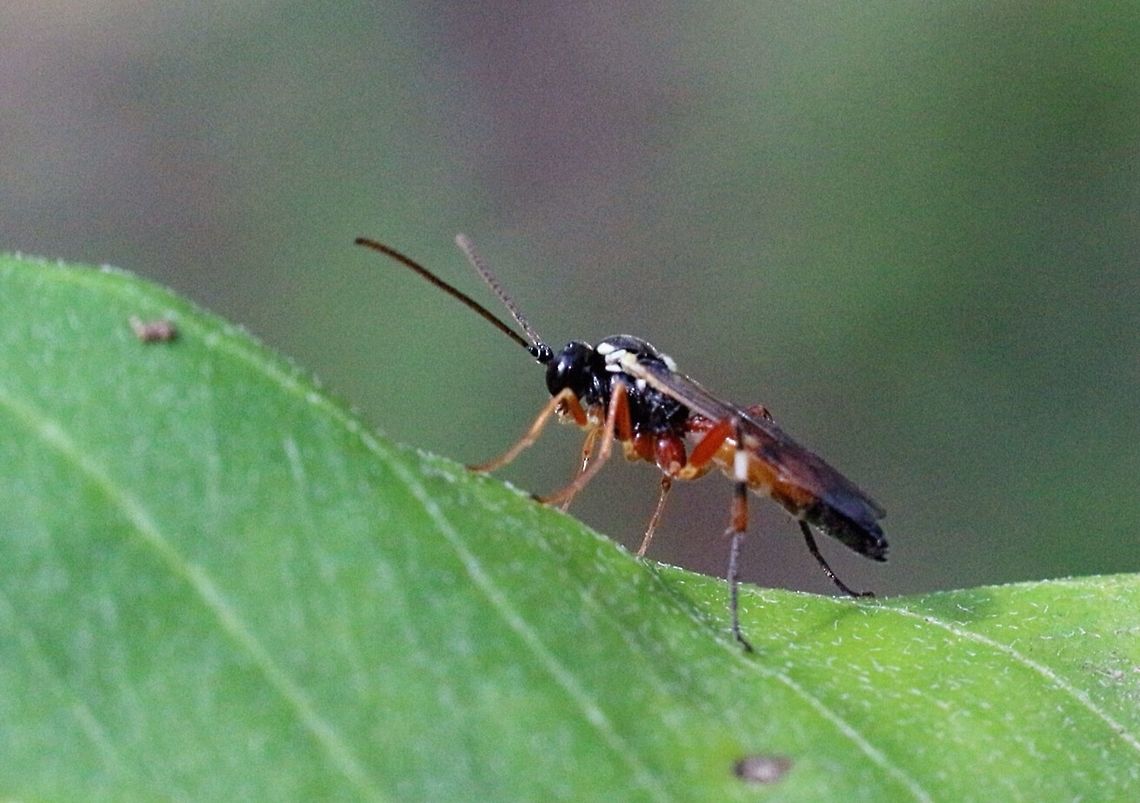 Unidentified parasitic wasp  Australia,Eamw wasps,Geotagged