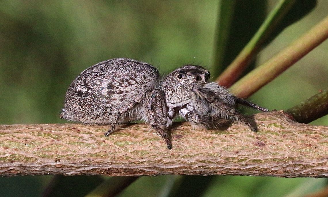 Jumping spider. ( Cytaea severa) Top view<br />
<figure class="photo"><a href="https://www.jungledragon.com/image/55533/jumping_spider_cytaea_severa.html" title="Jumping spider ( Cytaea severa)"><img src="https://s3.amazonaws.com/media.jungledragon.com/images/3125/55533_thumb.jpeg?AWSAccessKeyId=05GMT0V3GWVNE7GGM1R2&Expires=1759968010&Signature=SAA0rodd5BW0iV3XmMQNZB2gd4Q%3D" width="200" height="144" alt="Jumping spider ( Cytaea severa)  Australia,Eamw spiders,Geotagged" /></a></figure> Australia,Eamw spiders,Geotagged