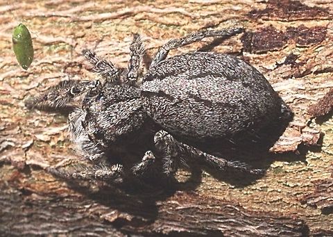 Jumping spider ( Cytaea severa)  Australia,Eamw spiders,Geotagged