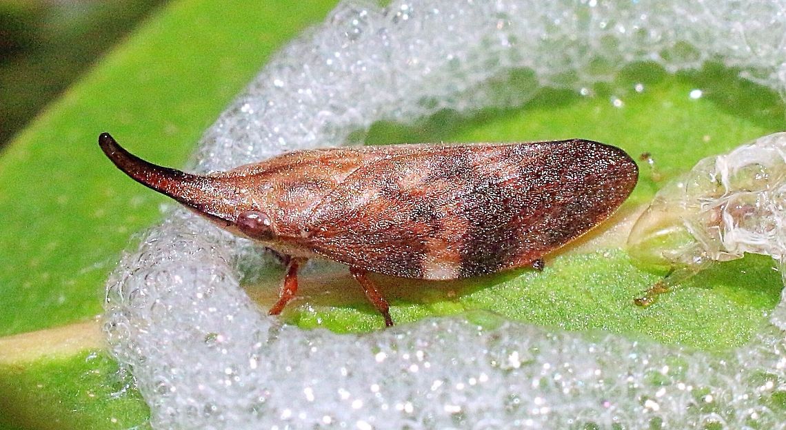 Common spittle bug - Philagra parva Attention : Mark Ridgeway<br />
Mark  this one is from today and a different location about 15 km in distance away as the one from two days ago. Australia,Eamw spittlebugs,Geotagged,Philagra parva