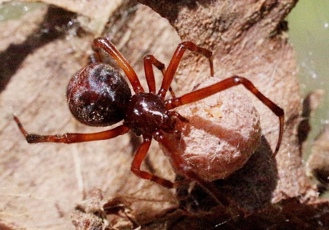 Comb-footed platform spider with her egg sack <figure class="photo"><a href="https://www.jungledragon.com/image/55536/come-footed_platform_spider.html" title="Come-footed platform spider."><img src="https://s3.amazonaws.com/media.jungledragon.com/images/3125/55536_thumb.jpeg?AWSAccessKeyId=05GMT0V3GWVNE7GGM1R2&Expires=1759968010&Signature=XtAtAuE5JsNMMXxt9EejdvGGYJA%3D" width="102" height="152" alt="Come-footed platform spider.  Australia,Eamw spiders,Geotagged" /></a></figure> Australia,Eamw spiders,Geotagged