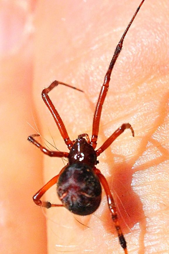 Come-footed platform spider.  Australia,Eamw spiders,Geotagged