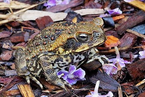 Adult Cane toad.  Australia,Cane toad,Eamw frogs,Geotagged,Rhinella marina