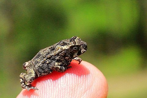 Baby cane toad. At present the bush area where I visit almost daily is overrun with baby cane toads. If you don't look to close it feels as if there is a plague of black crickets. Seeing them one starts to realise the problem they are for Australia. Australia,Cane toad,Eamw frogs,Geotagged,Rhinella marina