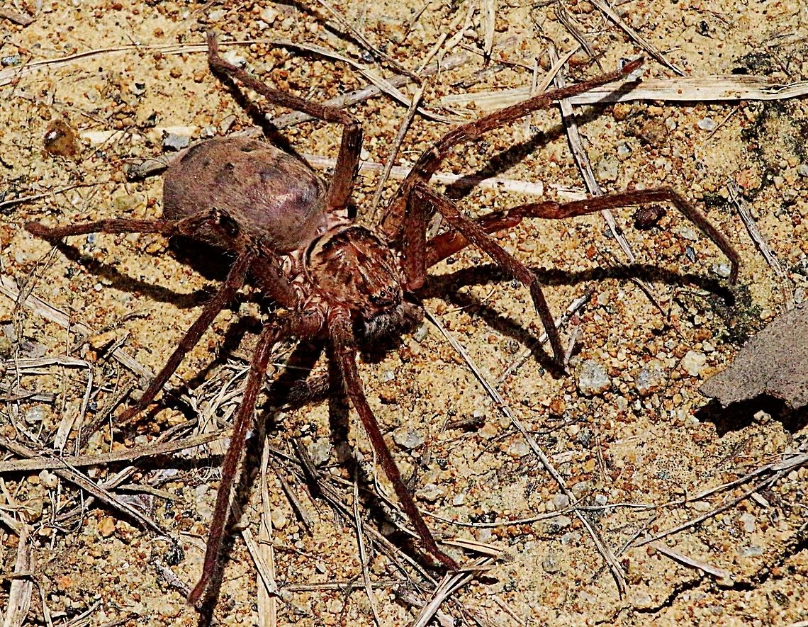 image  Australia,Eamw spiders,Eamw spiders huntsman,Geotagged
