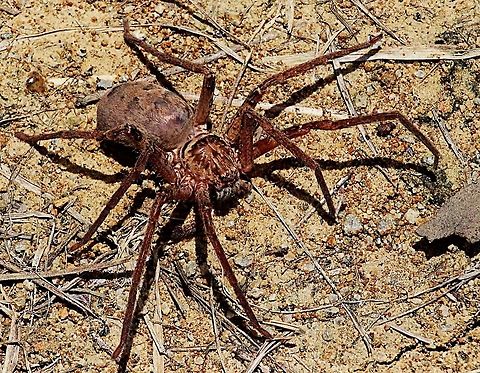 image  Australia,Eamw spiders,Eamw spiders huntsman,Geotagged