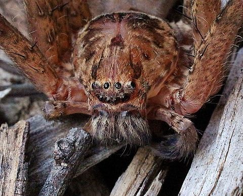 Close up of Huntsman spider ( Genus- Heteropoda) from the Brisbane region in QLD. Australia. Top
https://www.jungledragon.com/image/55549/image.html Australia,Eamw spiders,Eamw spiders huntsman,Geotagged