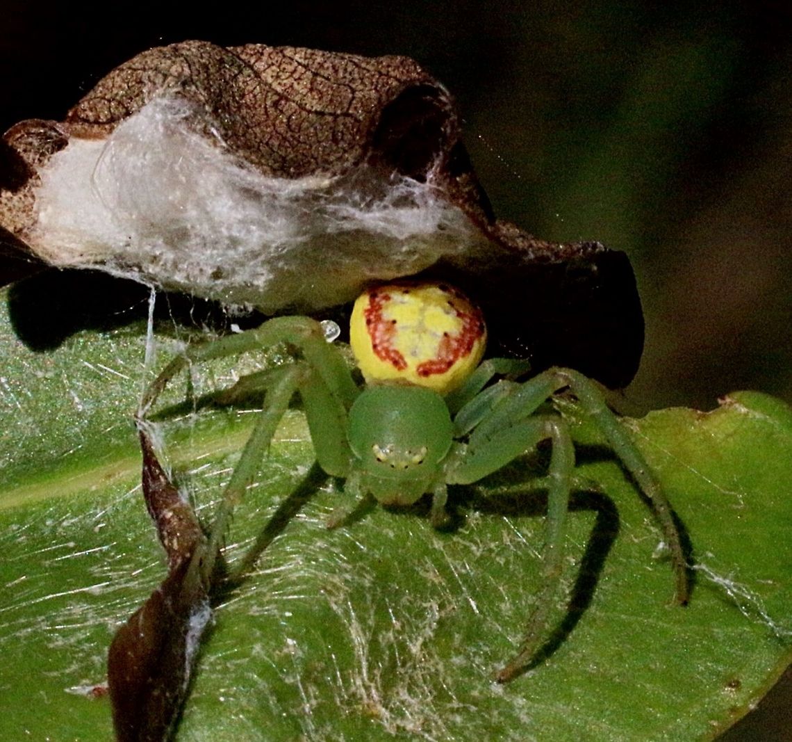 Pink Flower Spider ( Diaea evanida ) with her retreat in the background  Australia,Eamw spiders,Geotagged,Northern Flower Spider,Tharrhalea evanida