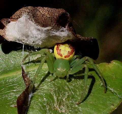 Pink Flower Spider ( Diaea evanida ) with her retreat in the background  Australia,Eamw spiders,Geotagged,Northern Flower Spider,Tharrhalea evanida