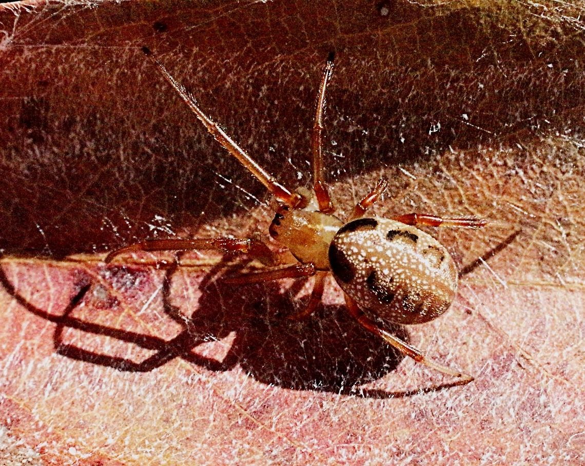 Leaf-curling spider (Phonognatha graeffei) A very common spider  Australia,Eamw spiders,Geotagged,Leaf curling spider,Phonognatha graeffei