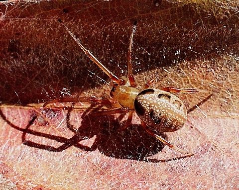 Leaf-curling spider (Phonognatha graeffei) A very common spider  Australia,Eamw spiders,Geotagged,Leaf curling spider,Phonognatha graeffei