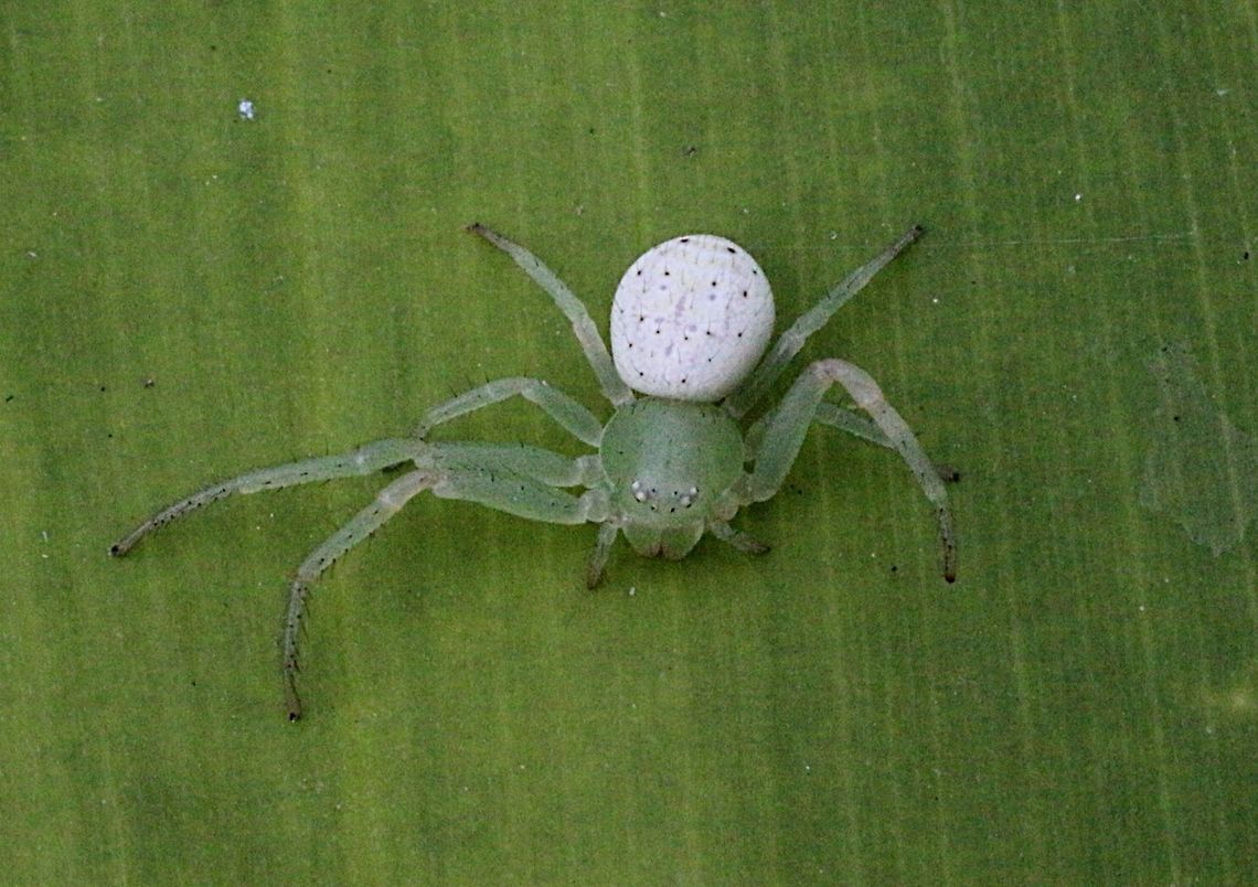 White flower spider  (Diaea variabilis) has one front leg missing.  Australia,Diaea variabilis,Eamw spiders,Geotagged