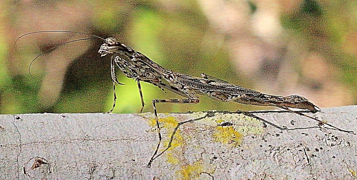 Bark Runner ( Gyromantis kraussi ) Very well camouflaged and super fast. I only got one photo of this one.<br />
There are only two species listed of this Genus for Australia - Gyromantis kraussi from eastern Australia and Gyromantis occidentalis from Western Australia. Australia,Eamw mantids,Geotagged,Gyromantis kraussi,Spiny bark mantis