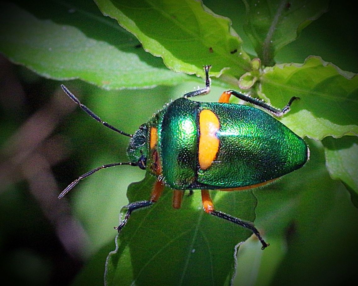 Green Jewel Bug.  Australia,Dec 2017,Eamw jewel bugs,Geotagged,Karana Downs Qld,Lampromicra senator,Lampromiera senator
