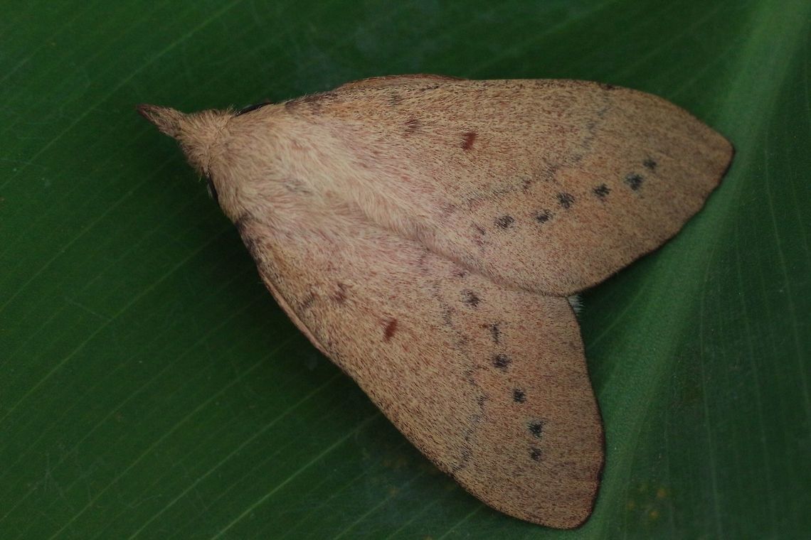 Gum Snout Moth - just emerged after 15 days of pupating.  Australia,Eamw moth,Entometa ew,Entometa guttularis,Geotagged,Karana Downs Qld