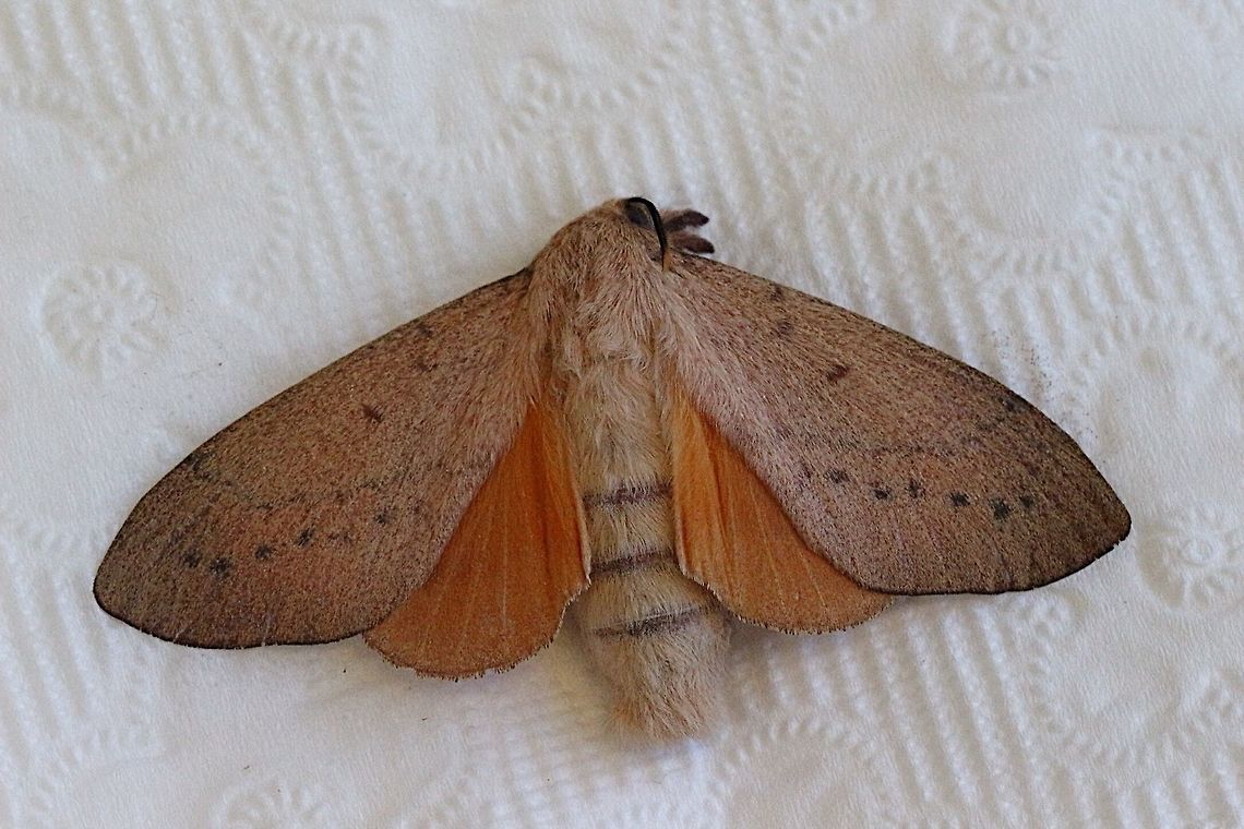 Upperside of female Gum Snout Moth  Australia,Eamw moth,Entometa ew,Entometa guttularis,Geotagged