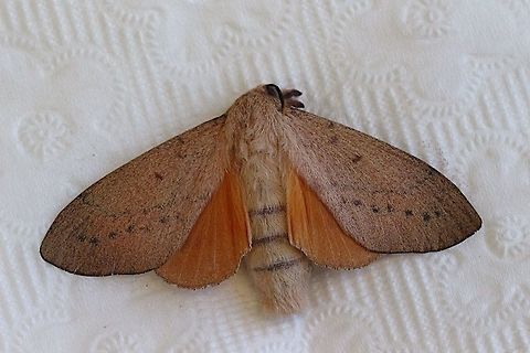 Upperside of female Gum Snout Moth  Australia,Eamw moth,Entometa ew,Entometa guttularis,Geotagged