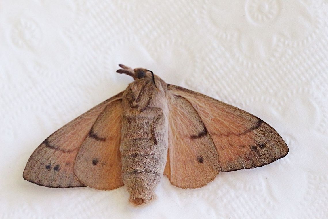Underside of female Gum Snout Moth  Australia,Eamw moth,Entometa ew,Entometa guttularis,Geotagged