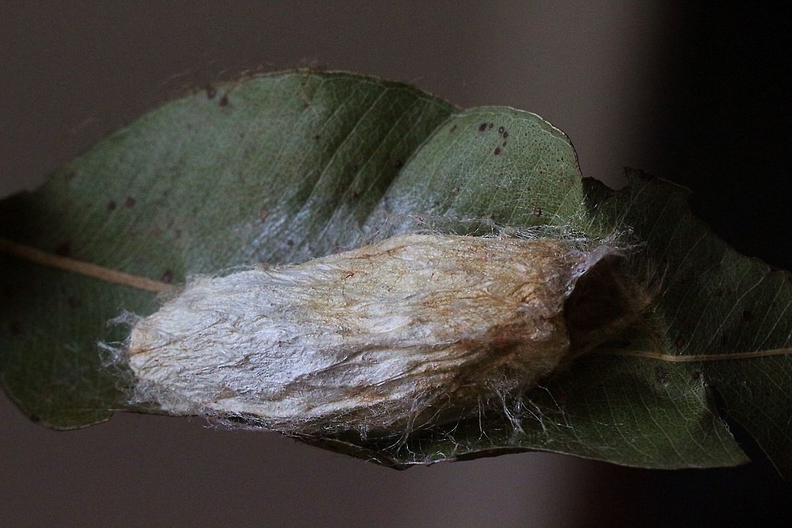Pupae case of Gum Snout Moth  Australia,Eamw moth,Entometa ew,Entometa guttularis,Geotagged