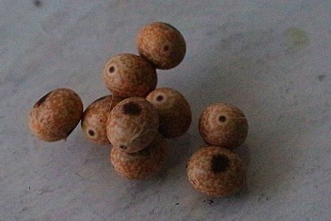 Eggs of Gum Snout Moth , layed after emerging from pupae.  Australia,Eamw moth,Entometa ew,Entometa guttularis,Geotagged