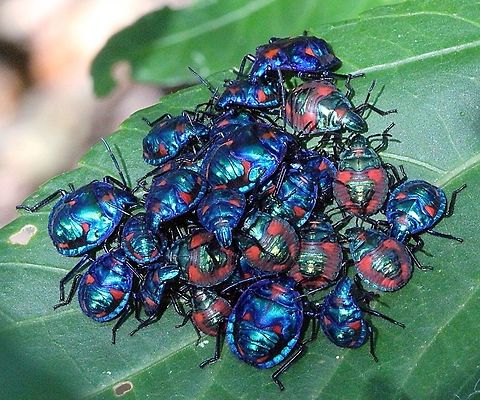 Colorful bunch of Harlequin bugs nymphs having a meeting. (Tectocoris diophtalmus)  Australia,Eamw shield bugs,Geotagged,Hibiscus Harlequin Bug,Tectocoris diophthalmus