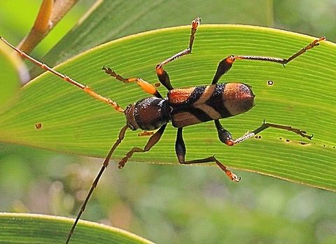 Tiger longicorn beetle on an acacia plant. ( Aridaeus thoracicus )  Aridaeus thoracicus,Australia,Eamw beetles,Geotagged,Tiger longicorn beetle,eamw Long Horn beetle
